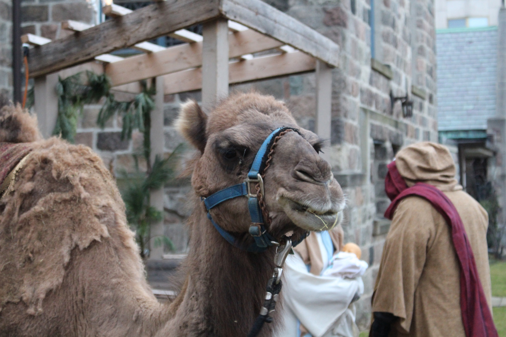 camel at live nativity